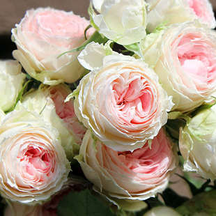 欧月季花苗绒球门廊超级好品种灌木切花月季盆栽强荐