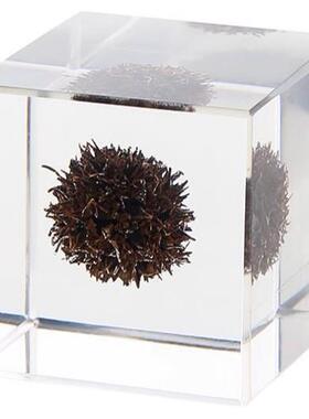 现代简约植物标本透明树脂立方体盆景几何创意摆件桌面样板间