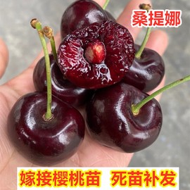 桑提娜车厘子树苗特大嫁接樱桃，树苗南方盆栽，北方地栽种植当年结果