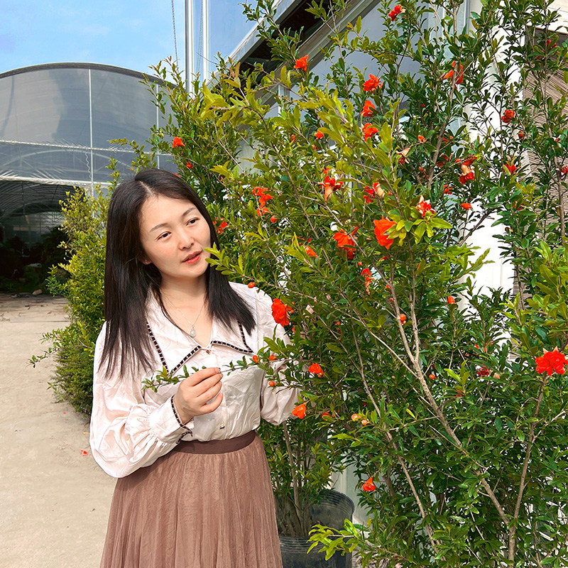 金叶子石榴花观果盆栽树花卉花园阳台室外庭院四季易养活老桩植物