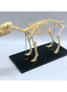 狗骨骼模型 犬骨骼 狗骨架 犬骨架 狗头狗关节动物标本犬头犬关节
