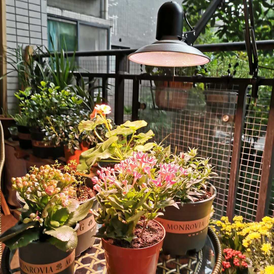 锘铧 植物生长灯LED飞碟 多肉补光灯食虫草火龙果叶菜蔬菜大棚灯