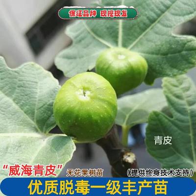 无花果树果苗威海青皮无花果苗特大耐寒无花果苗盆栽地栽当年结果