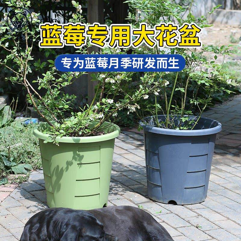 牧狼人蓝莓果树专用大花盆圆形特大青山控根盆特大号果树种植花盆