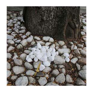 卵庭院石头微景观小石子STY20241抛雨石楼盘光铺路鹅石花盆铺花面