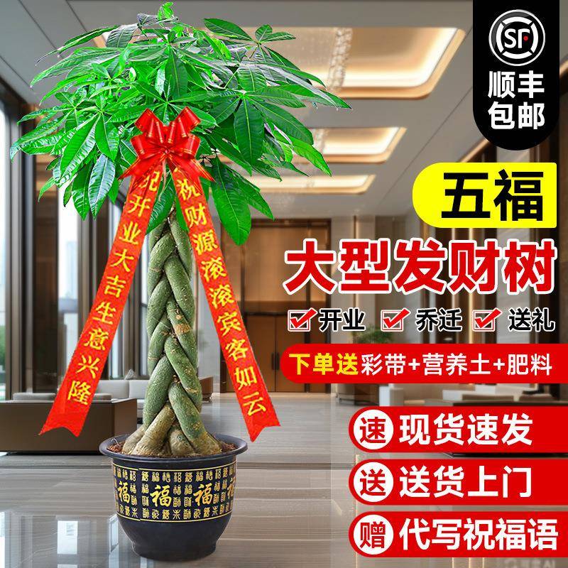 发财树盆栽室内植物客厅大型绿植办公室开业送礼旺宅好养易活真花