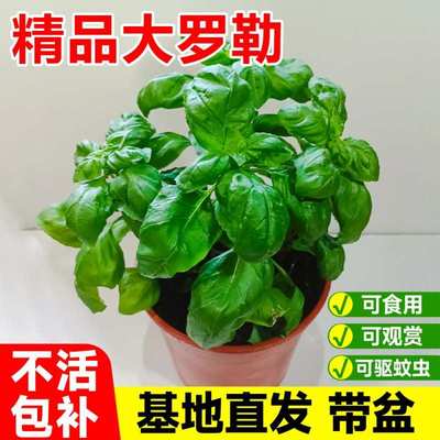 罗勒盆栽罗勒苗可食用薄荷迷迭香驱蚊植物室内阳台绿植好养活四季