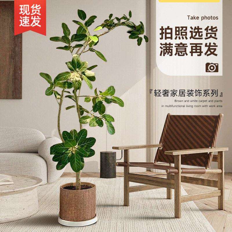 孟加拉榕客厅绿植造型黄金榕山榕树室内盆栽大型植物落地橡皮树