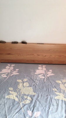 总有人问源氏木语橡木是真的吗？好多人被忽悠，到底怎么样？