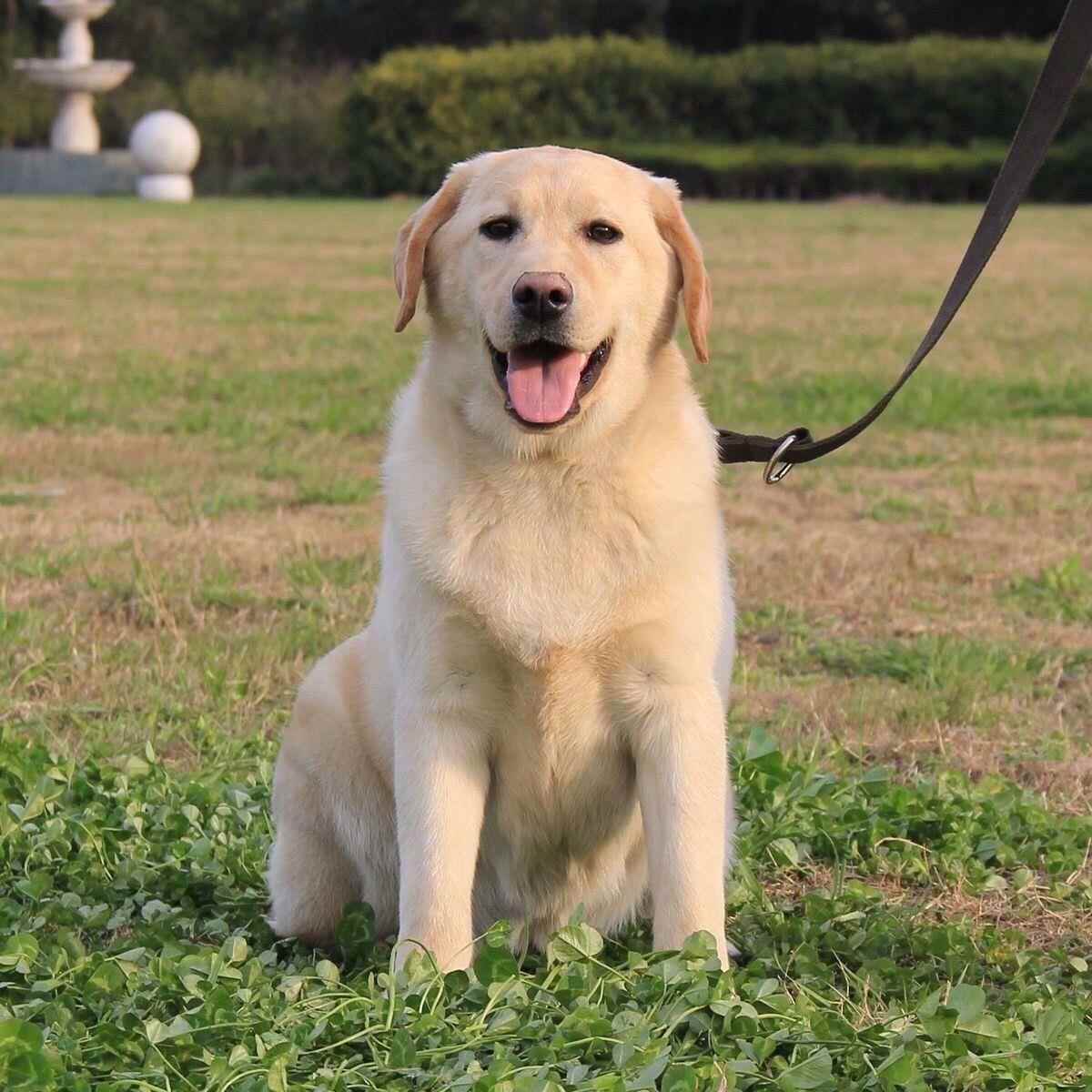 拉布拉多犬幼犬纯种双血统狗狗导盲犬疫苗齐全幼崽黑色奶白色小七