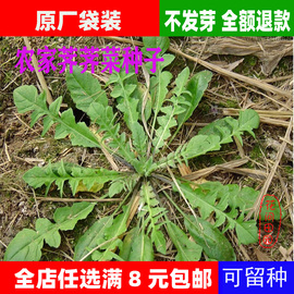 东北新籽农家荠菜种子，野菜蔬菜种子，阳台盆栽荠菜籽5g原厂袋装