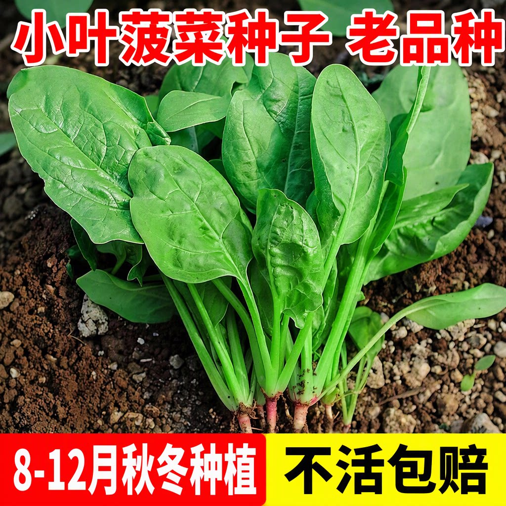 小叶菠菜种子老品种秋冬四季阳台盆栽早熟高产有土就活不活包赔