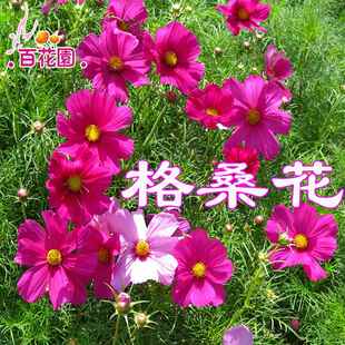 开花易活花籽庭院室外野花种孑 格桑花种籽子波斯菊花种子七彩四季