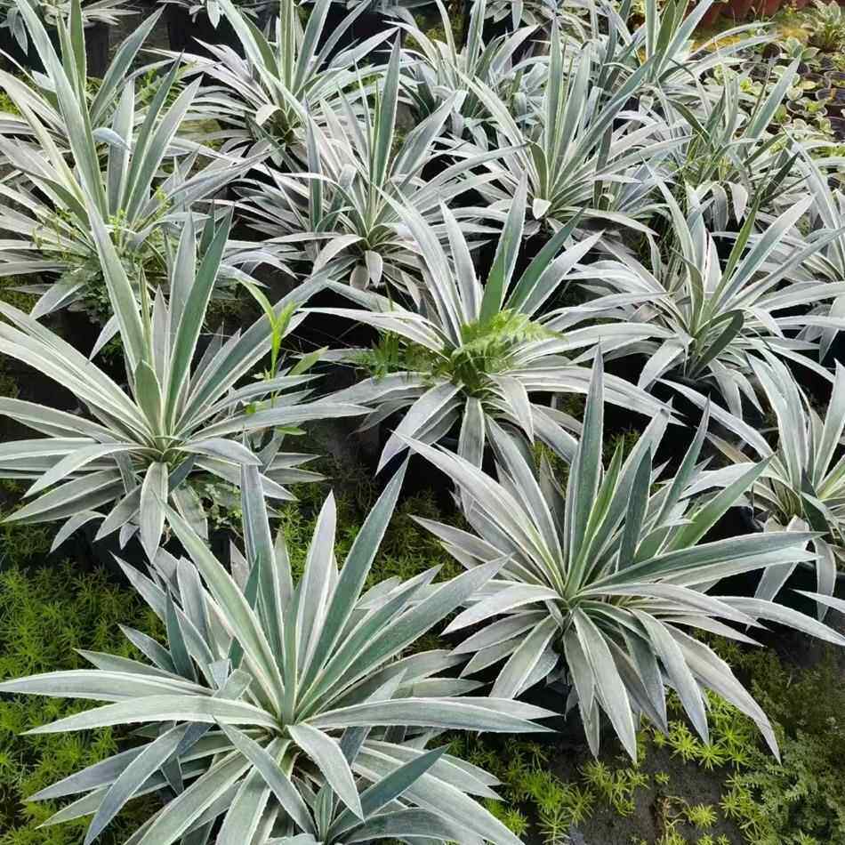 菠萝麻5加仑 银边丝兰 花境植物 成都园林绿化工程苗木 地被盆栽