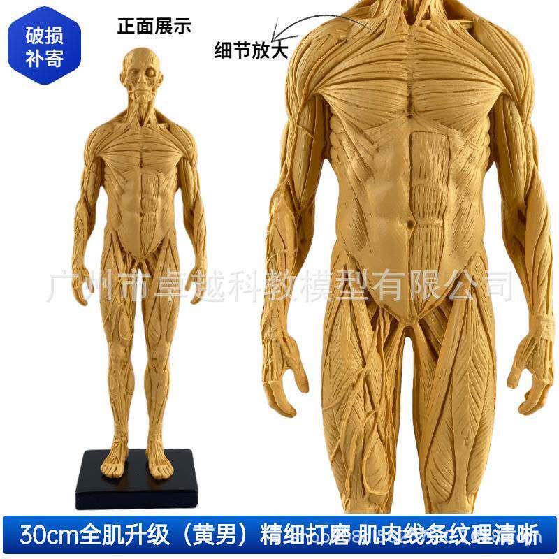 30cm绘画参考头骨模型肌肉色艺用人体肌肉骨骼解剖结构美术速写