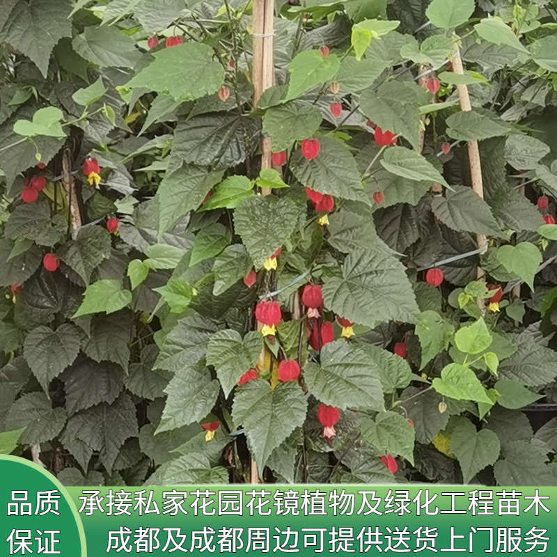 花镜植物藤本爬藤植物盆栽灯笼花苗四季开花蔓性风铃花花卉观花植