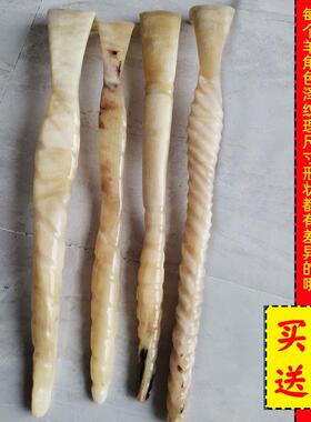 正品 天然藏羊角不求头人痒痒痒挠抓背部大号牛角按摩 抓背小扒子