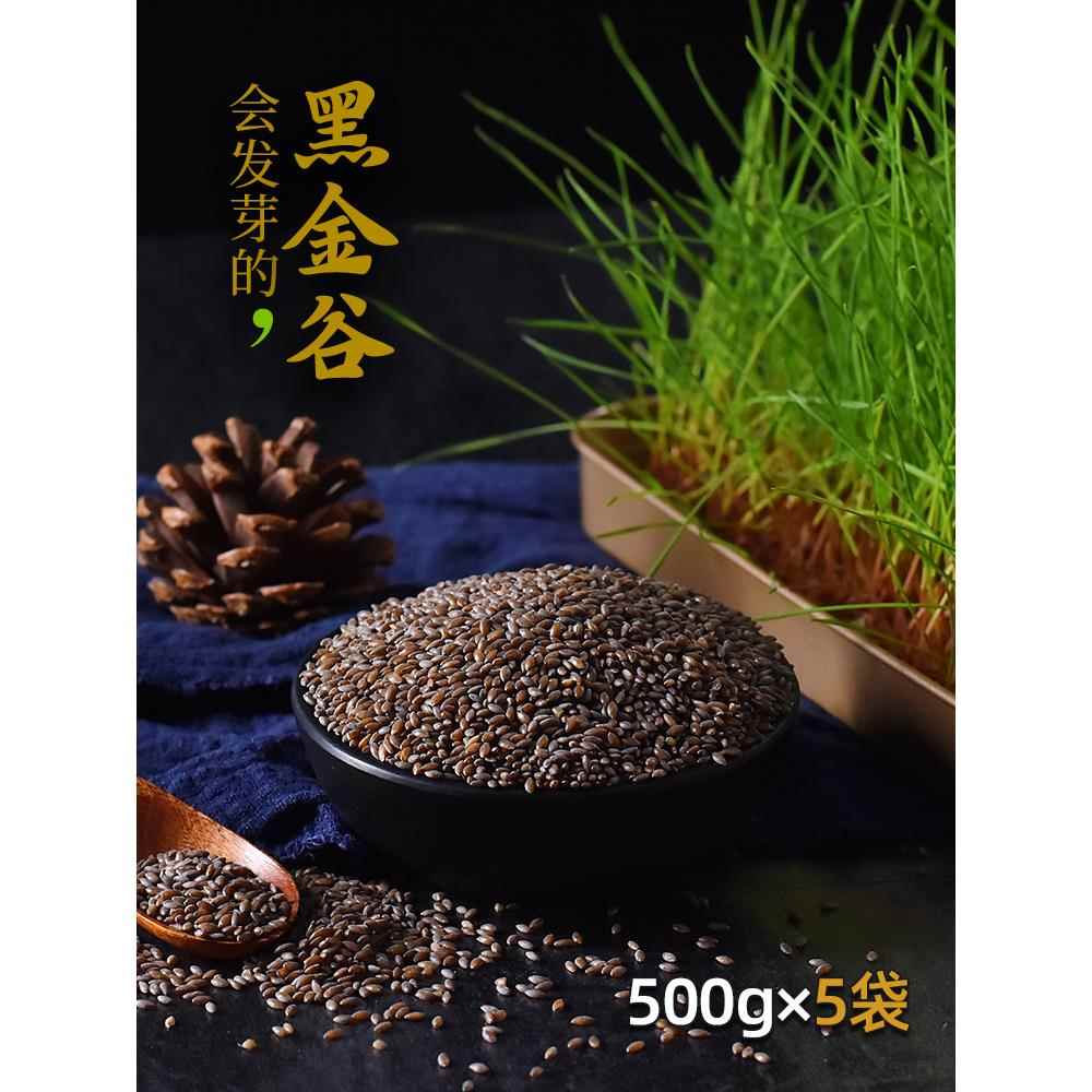 黑金谷米血燕麦 500g×5袋燕麦陕西五谷杂粮粥饭原料粗粮大米