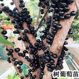 树葡萄嘉宝果苗树大树沙巴嘉宝盆栽10年四季嘉宝庭院栽植果树果苗