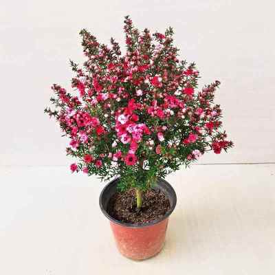 四季开花梅花阳台四季松红梅