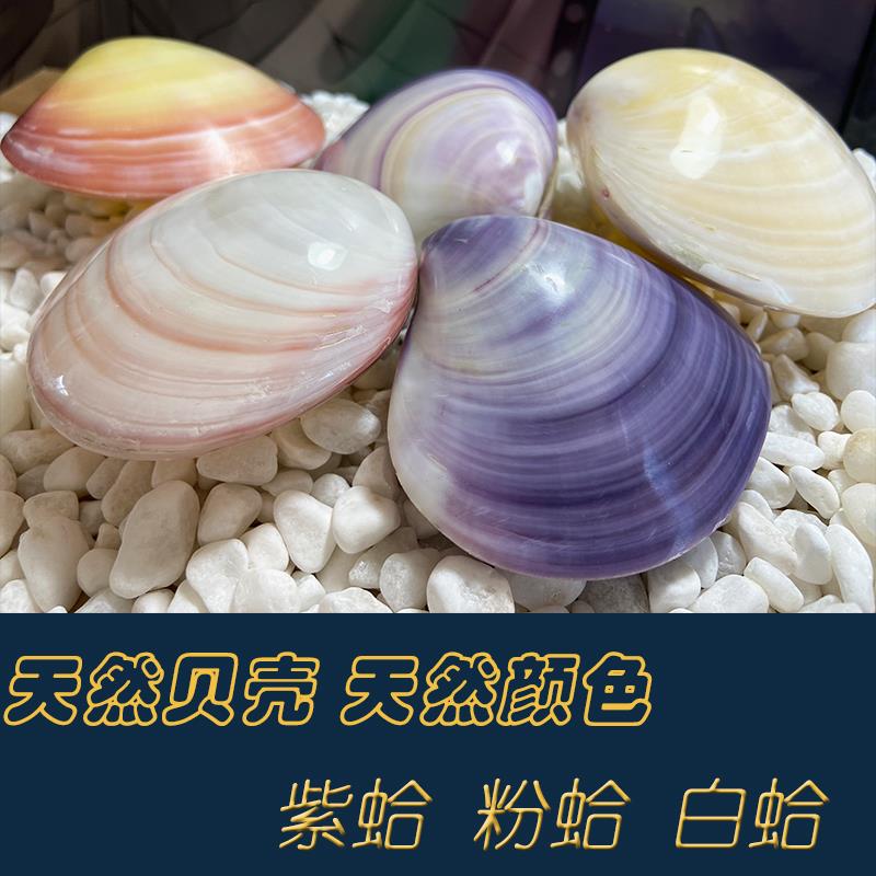 天然海螺贝壳紫蛤粉蛤白蛤创意礼品生日礼物稀有标本收藏鱼缸造景