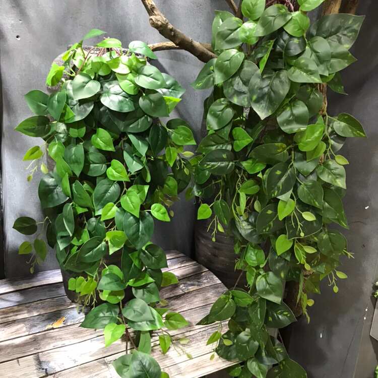 仿真绿萝 万年青绿植壁挂墙上吊顶装饰藤蔓藤条 新款手感过胶叶子