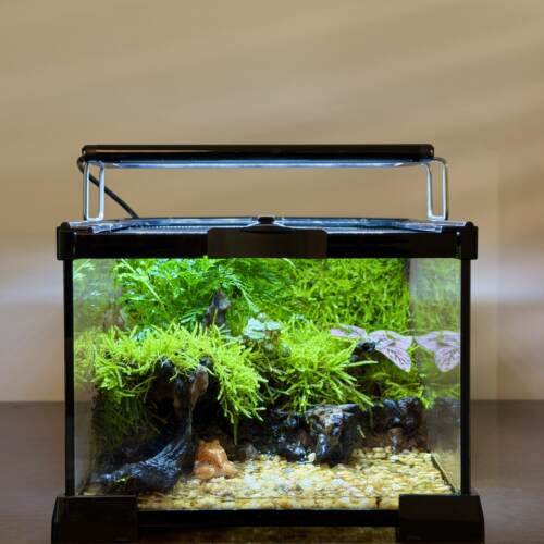 苔藓生态雨林缸植物造景全套小型斗鱼角蛙超白桌面微景观赏盒鱼缸