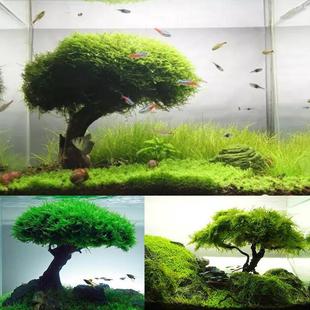 莫斯水草沉木小凤尾成品莫斯树骨架绑好蘑菇头生态水草缸造景套餐