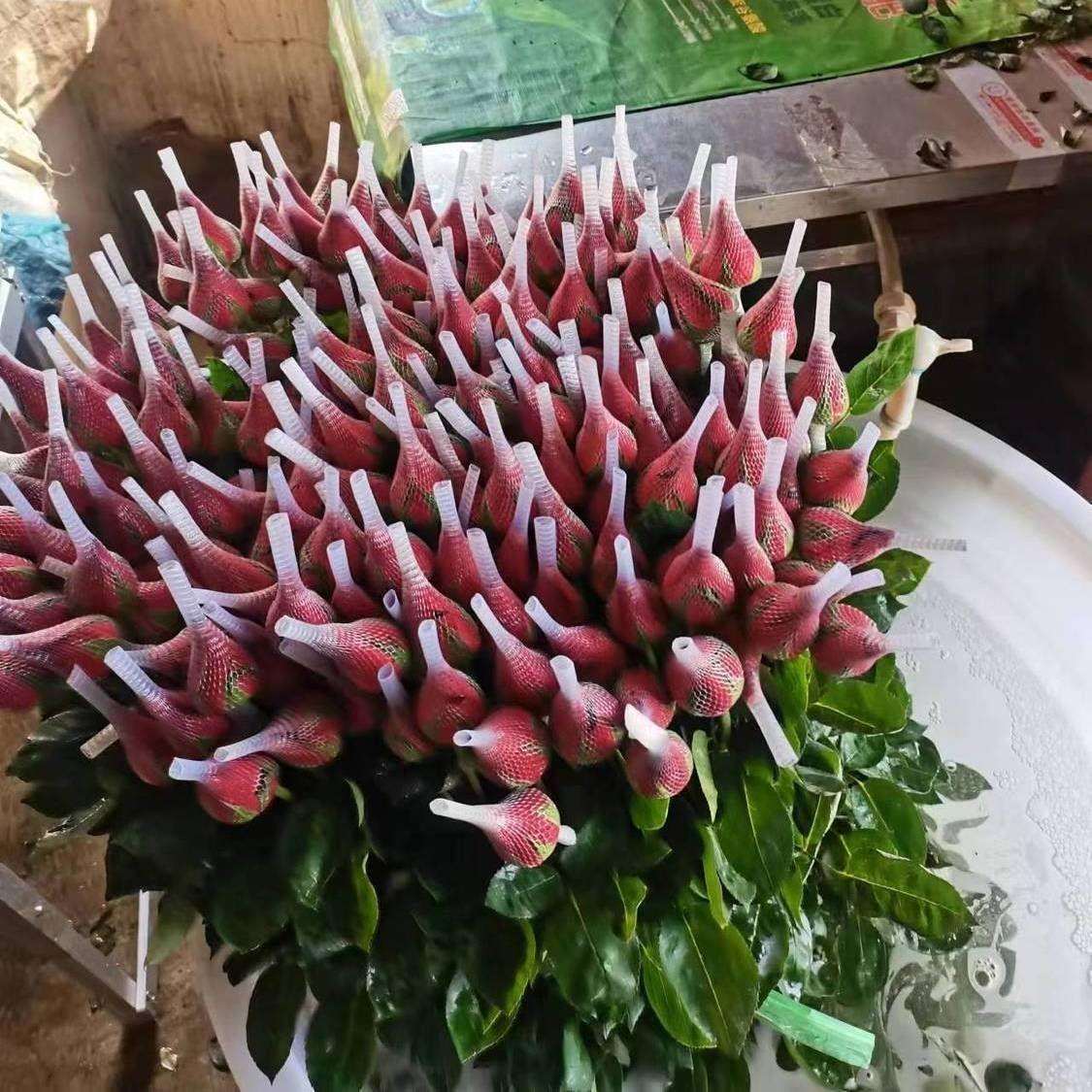 99红玫瑰云南基地直发鲜花玫瑰花束法兰西卡罗拉红色玫瑰真花