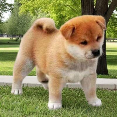 中华田园犬幼犬看家护院大黄狗黄狗白面狗狗忠诚护主短毛狩猎狗狗