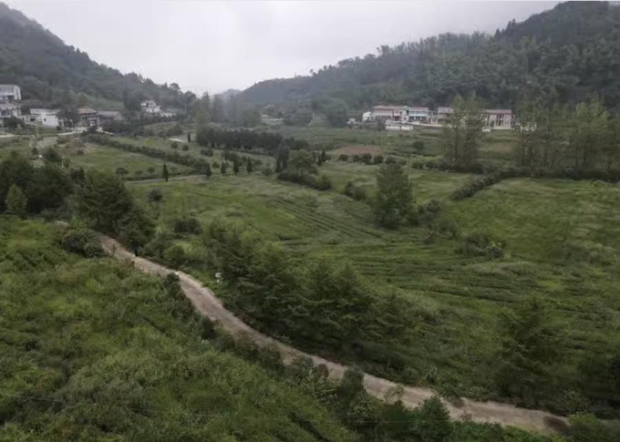 再次拍卖（破）安徽良奇生态农业科技有限责任公司位于沈桥村的林权