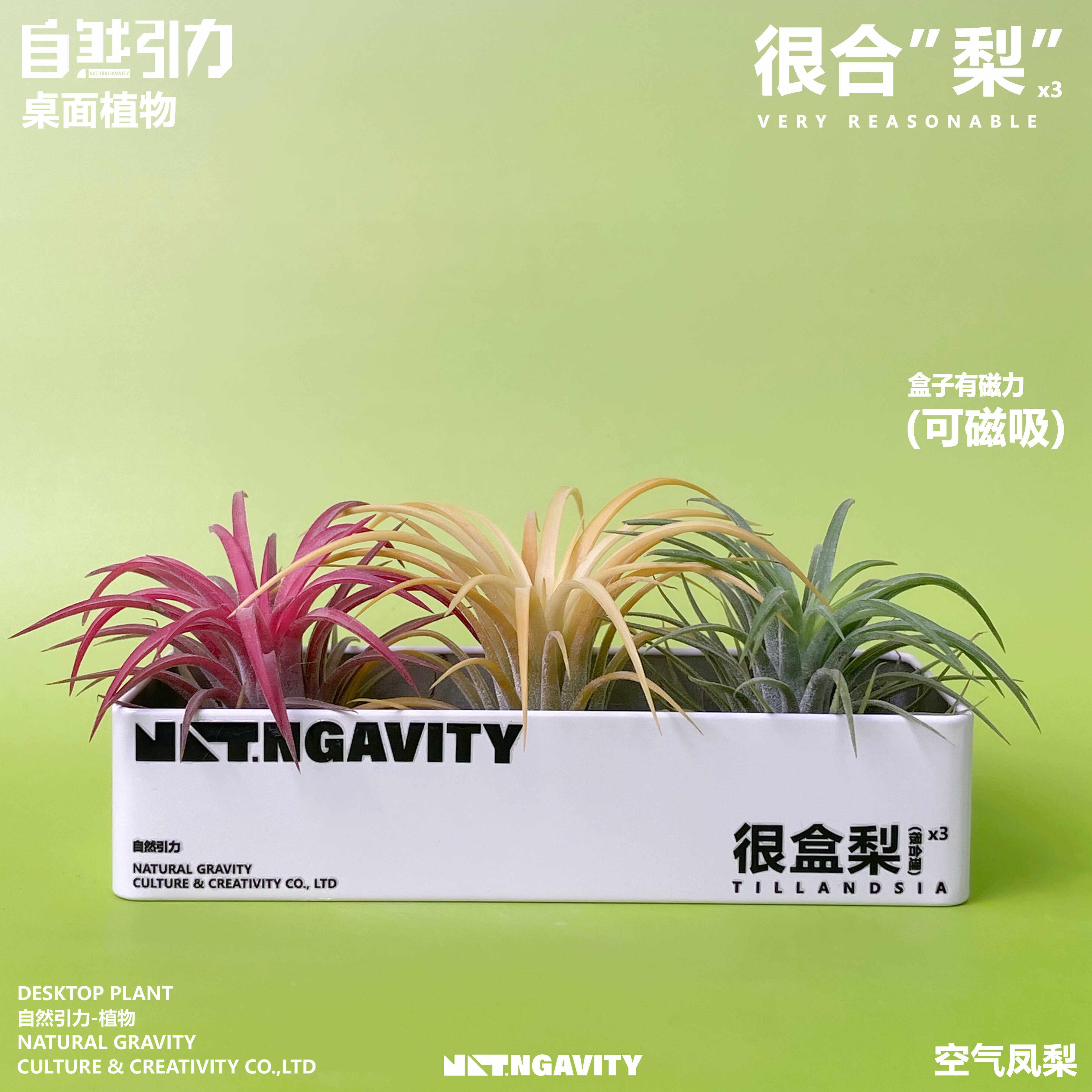 自然引力-很盒梨空气凤梨可磁吸甲醛净化空气办公室内好养小植物