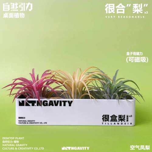 自然引力-很盒梨空气凤梨可磁吸甲醛净化空气办公室内好养小植物