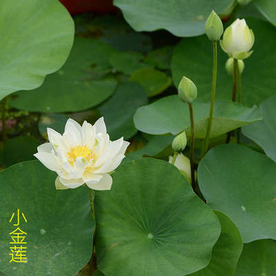 【小金莲 】碗莲乌托邦-小型/可微 水生花卉盆栽观赏小微荷花种藕
