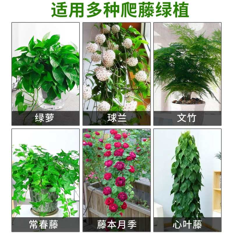 绿萝爬墙上花神器绿植固定器绿箩家用无痕卡扣绿枝爬藤杆夹子挂钩