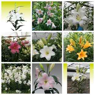 25年现货进口LO铁炮百合种球白特里瓦雷泽卡里乙女弗雷多百合种子