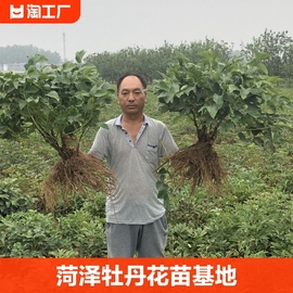 牡丹花苗大苗重瓣盆栽植物花卉地栽客厅种植耐寒基地不需阳台花期