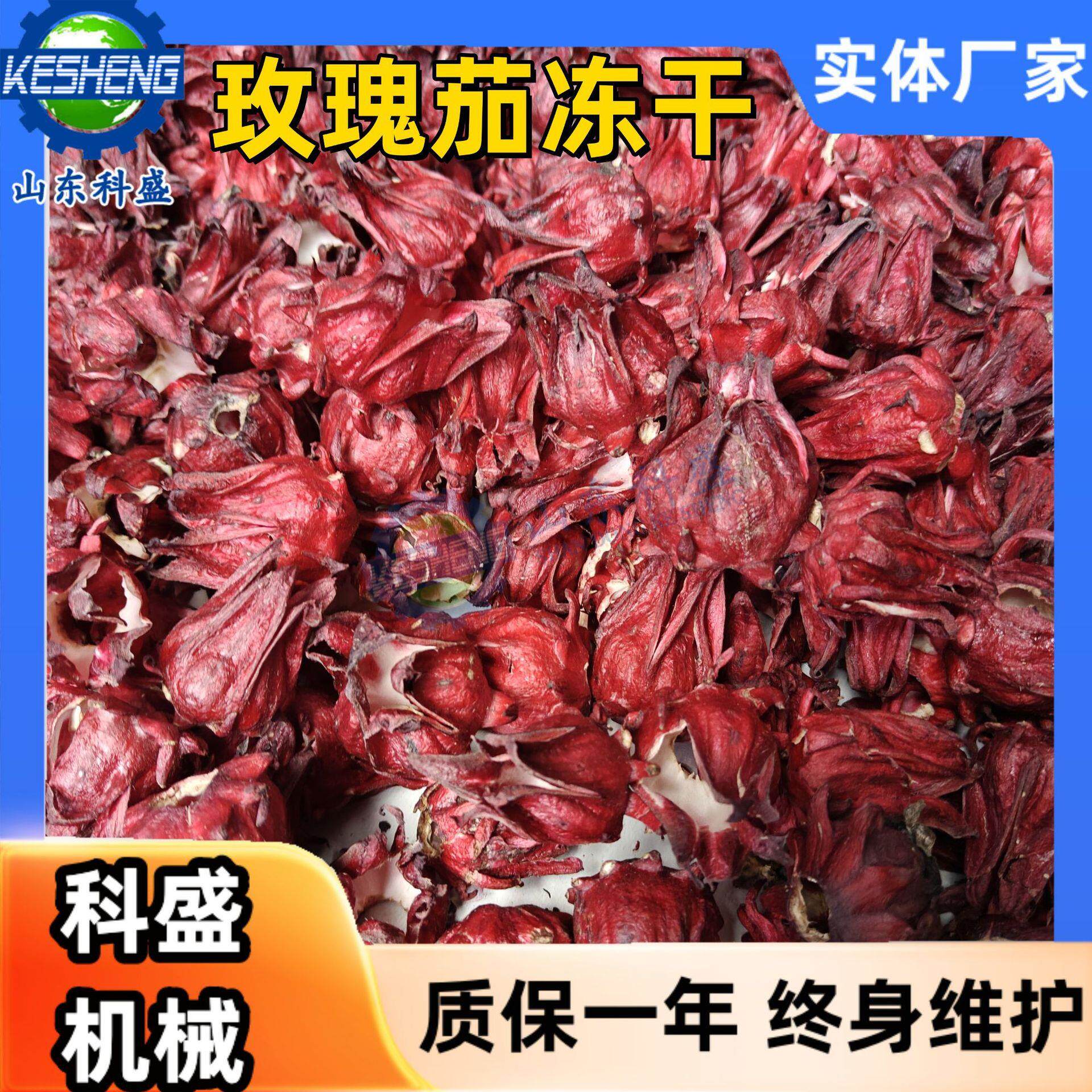 洛神花玫瑰茄FD冻干设备 桂花真空冷冻干燥机 玫瑰花冻干