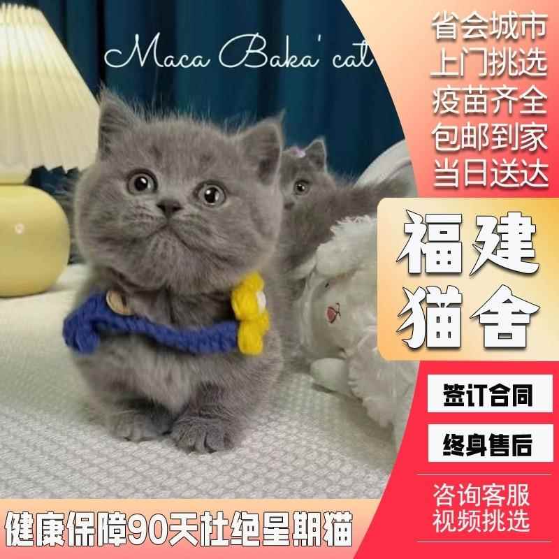 纯种蓝猫幼猫活体英短蓝白猫幼崽矮脚折耳英国短毛猫宠物猫咪活物