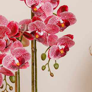 仿真蝴蝶兰pu花带兰成品花发货带花摆件盆紫色盆栽盆景精品客厅