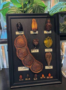 简约木质相框干花松果实植物DIY手工标本框压花挂墙装饰画框相框