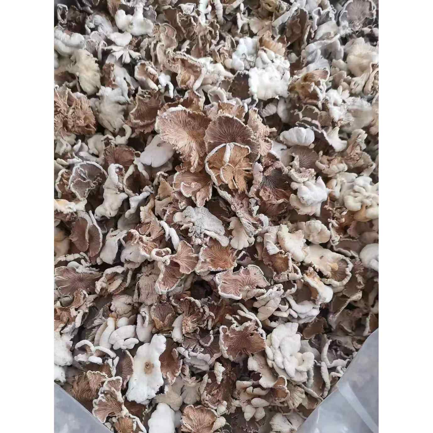 云南德宏白参菌干货 农家自晒特产50克裂褶菌白花白参沙参树花