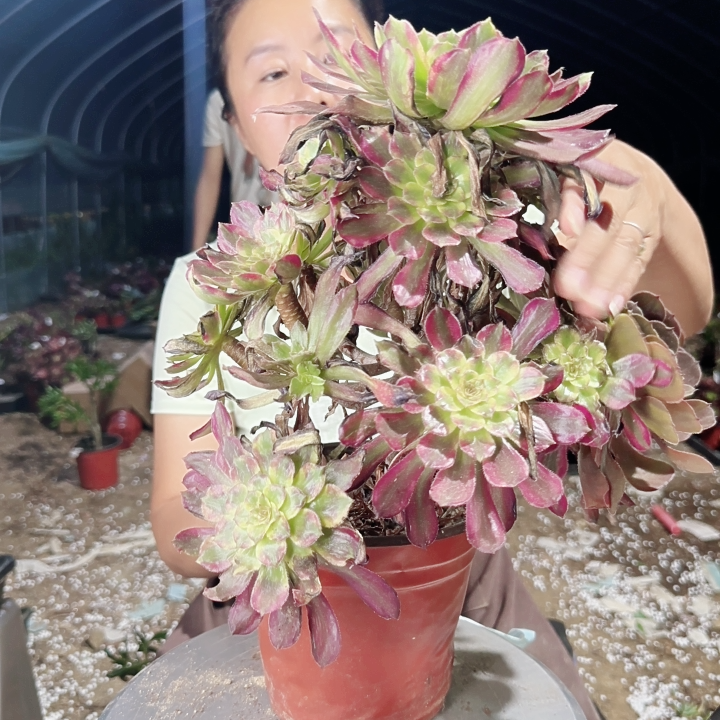 25包邮！法师专场红腹轮15.145怎么样,好用不?