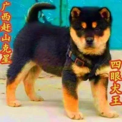 中华田园犬活体狗狗幼犬