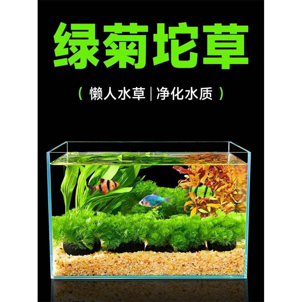 绿菊小坨草缸鱼缸造景真后景水草新手水培增氧淡水草阴性活体植物