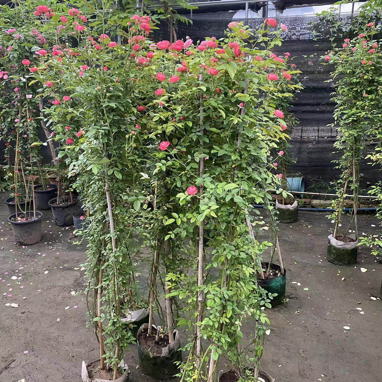 庭院栽培盆栽爬藤月季藤状玫瑰攀援花卉开花繁多蔷薇观花植物绿植
