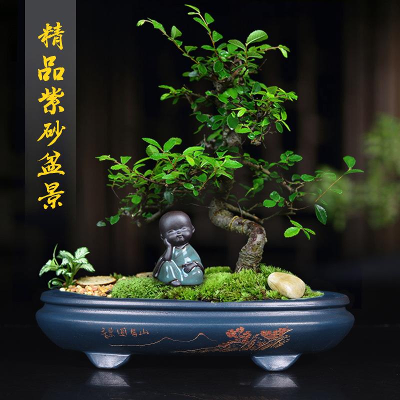 紫砂花盆小号绿色精品长方形六角多肉菖蒲客厅桌面绿植盆景盆