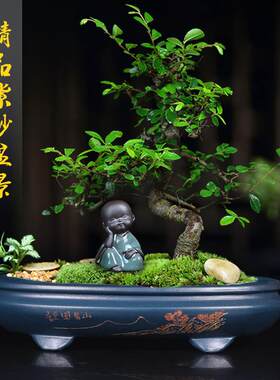紫砂花盆小号绿色精品长方形六角多肉菖蒲客厅桌面绿植盆景盆