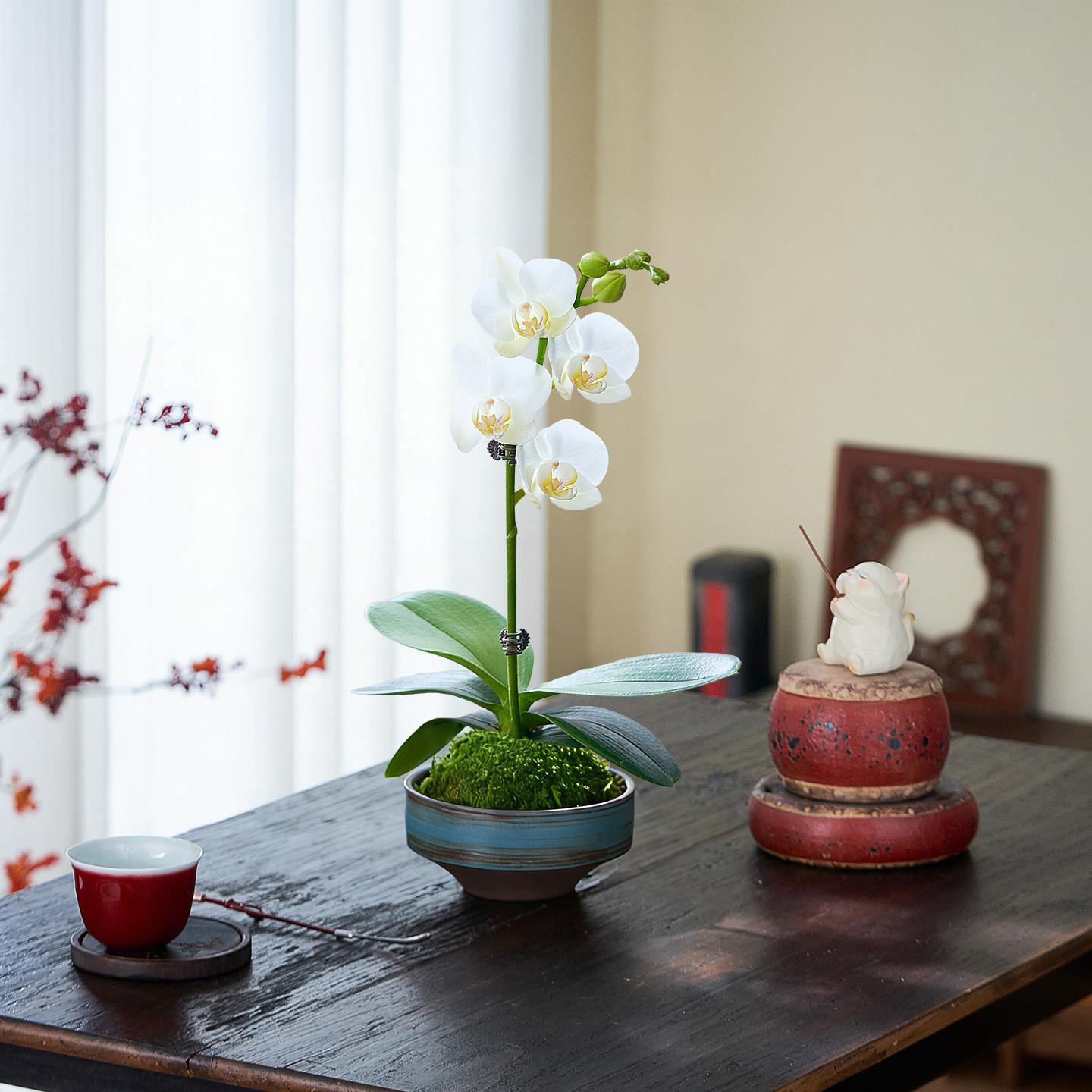 蝴蝶兰盆栽带花苞苔藓球植物花卉室内客厅兰花鲜花盆景四季好养活