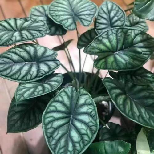 龙鳞海芋除甲醛植物犀牛进口稀有观叶植物盆栽室内客厅网红绿植